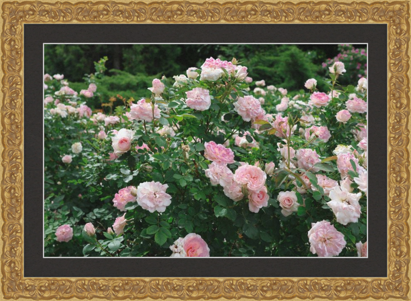 Mama Loved the Roses