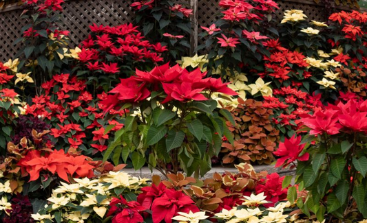 Poinsettia Posers