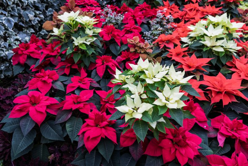 Poinsettias Peek at Boo