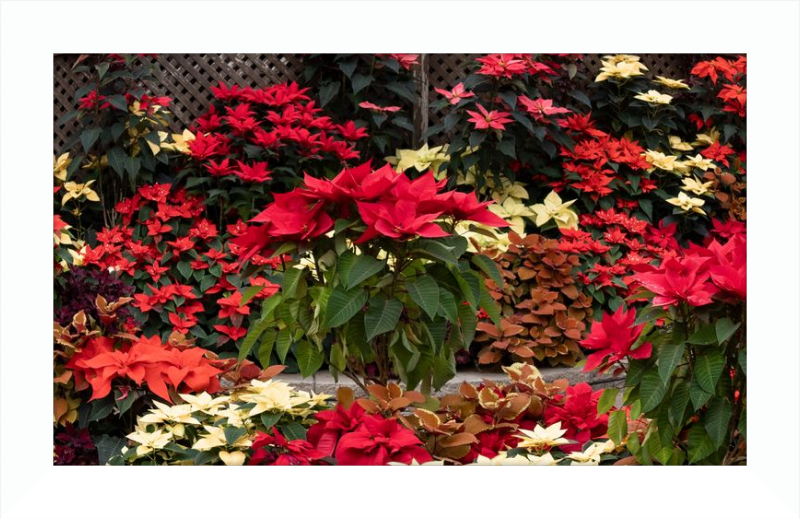 Poinsettia Posers