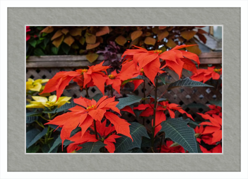 Prancing Poinsettias