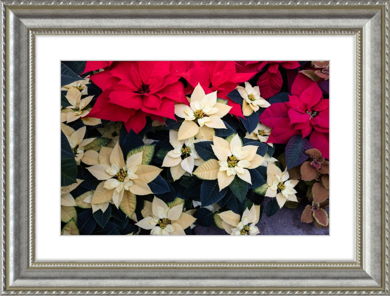 Poinsettia Perfect