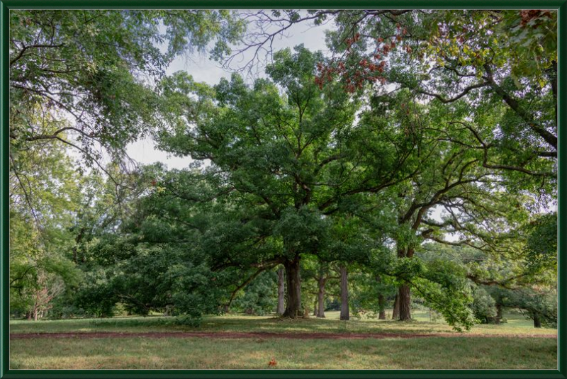 Mighty Tree Staring At Me