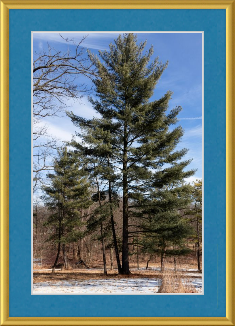 Evergreen. Enduring. Eternal