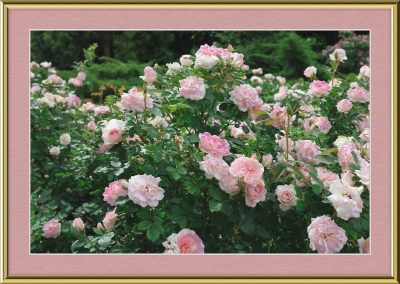 Mama Loved the Roses