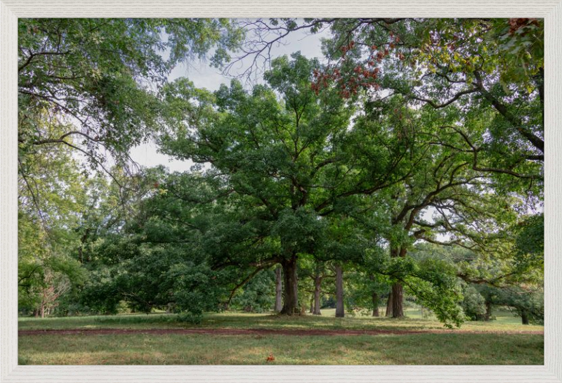 Mighty Tree Staring At Me