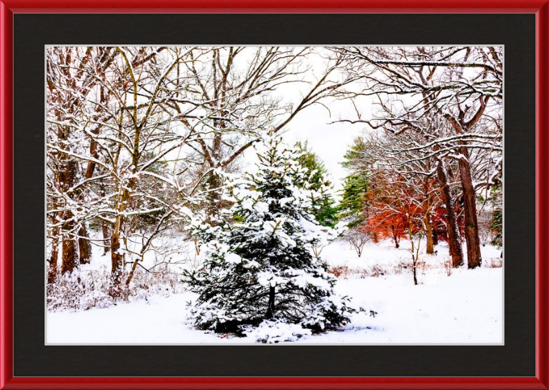 Evergreen Trees Loving the Snowfall