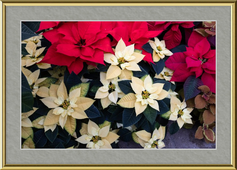 Poinsettia Perfect