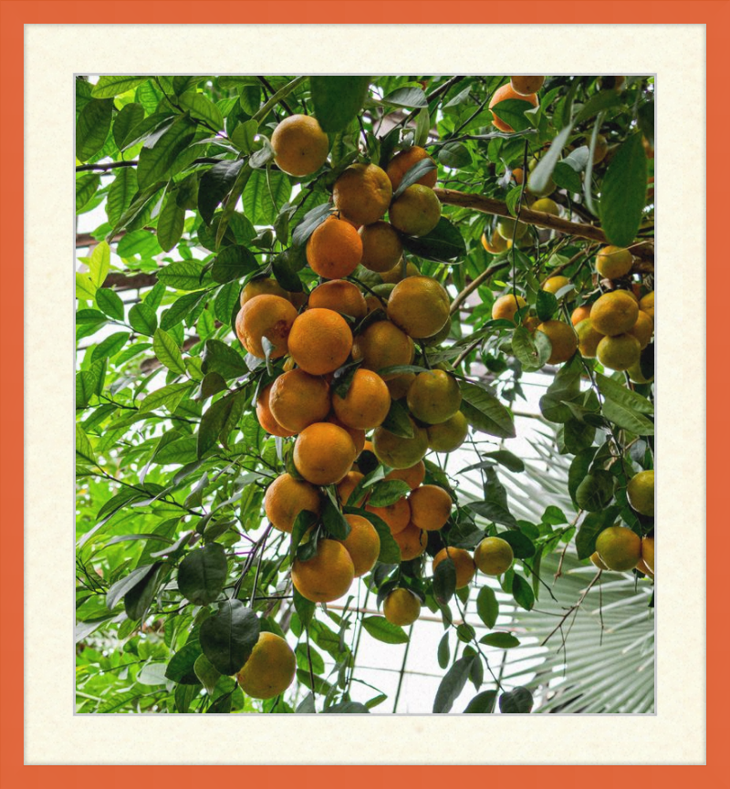 Oranges, Oranges, Oranges Everywhere!