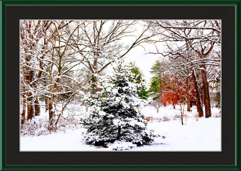 Evergreen Trees Loving the Snowfall