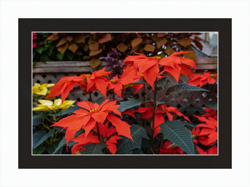 Prancing Poinsettias