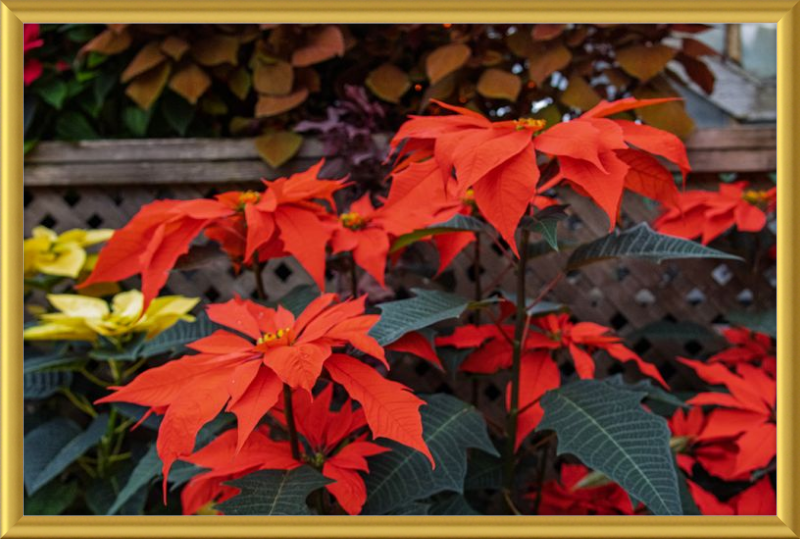 Prancing Poinsettias