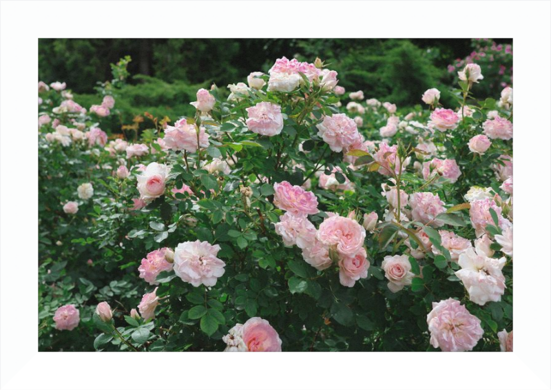 Mama Loved the Roses