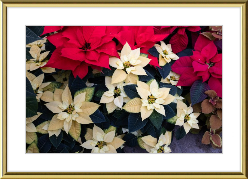 Poinsettia Perfect