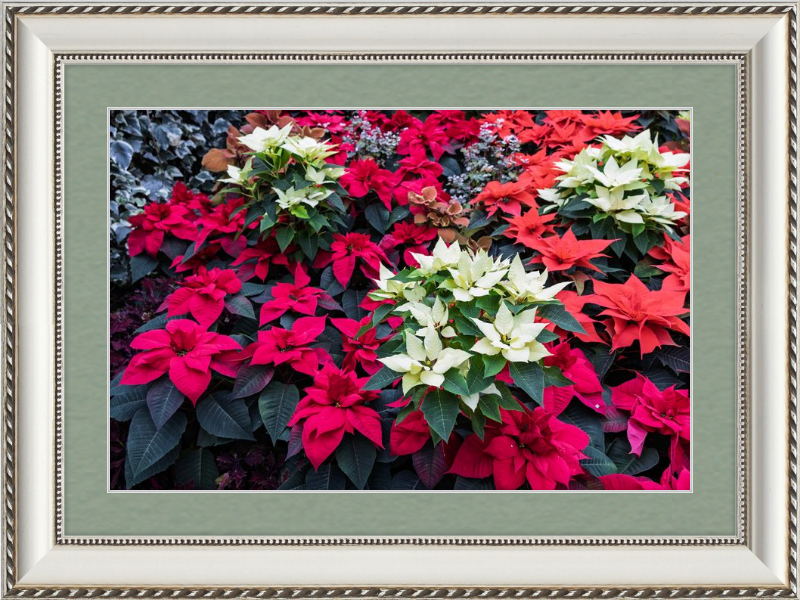 Poinsettias Peek at Boo