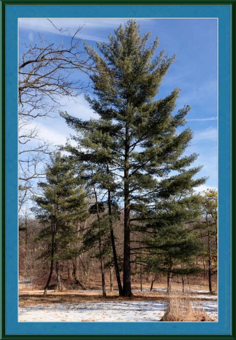 Evergreen. Enduring. Eternal