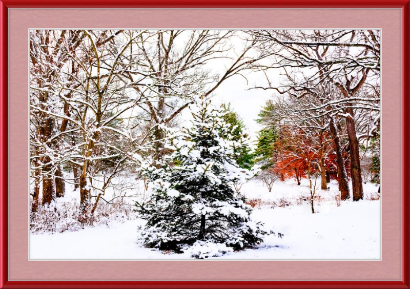 Evergreen Trees Loving the Snowfall