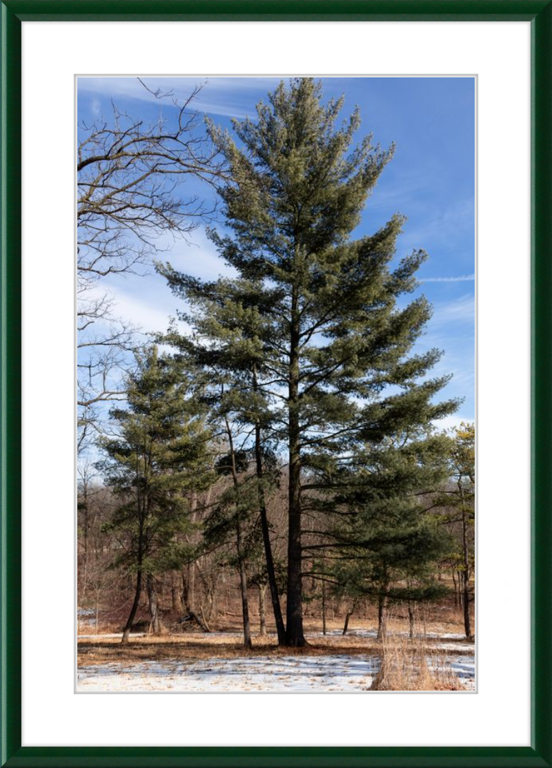 Evergreen. Enduring. Eternal