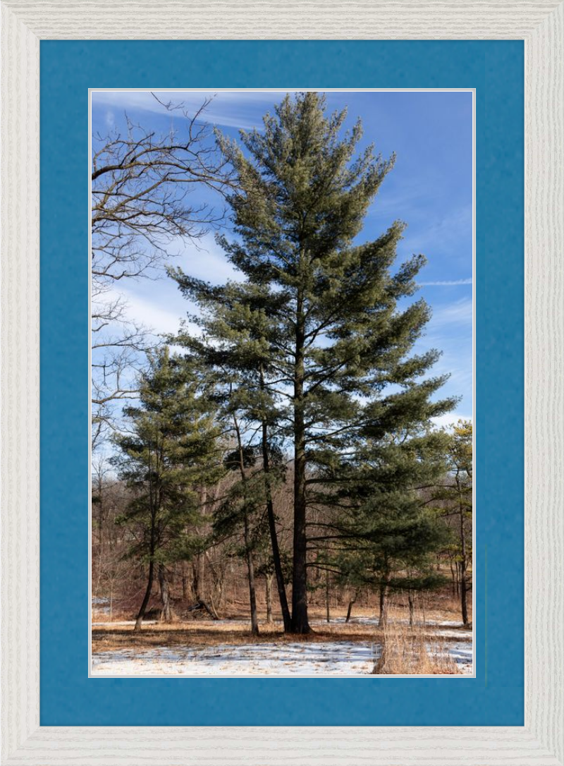 Evergreen. Enduring. Eternal