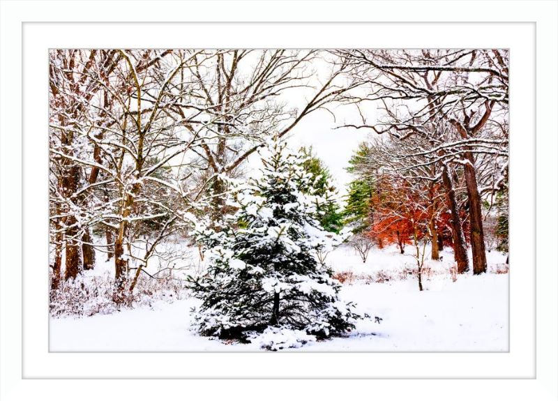 Evergreen Trees Loving the Snowfall