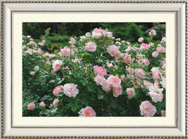 Mama Loved the Roses
