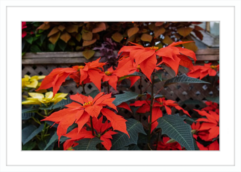 Prancing Poinsettias