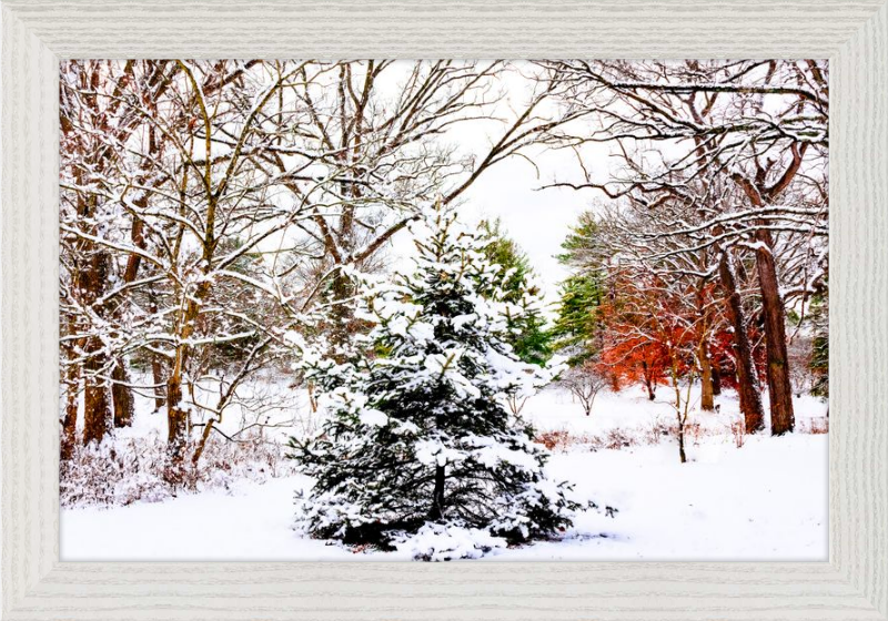 Evergreen Trees Loving the Snowfall