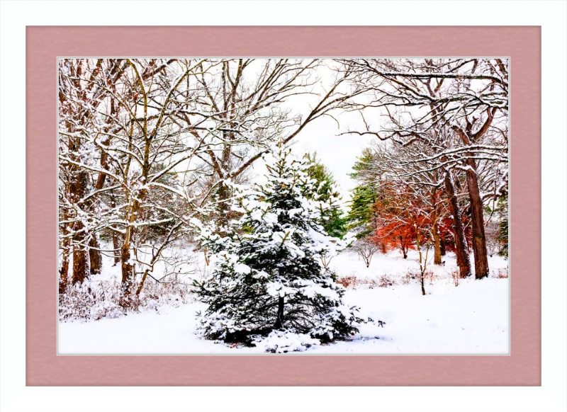 Evergreen Trees Loving the Snowfall