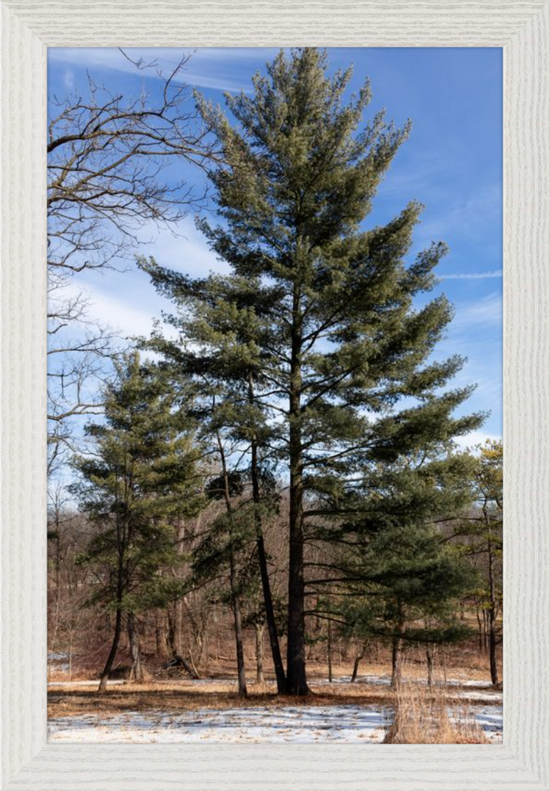 Evergreen. Enduring. Eternal