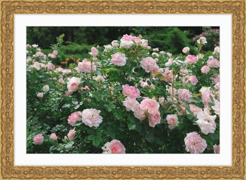 Mama Loved the Roses