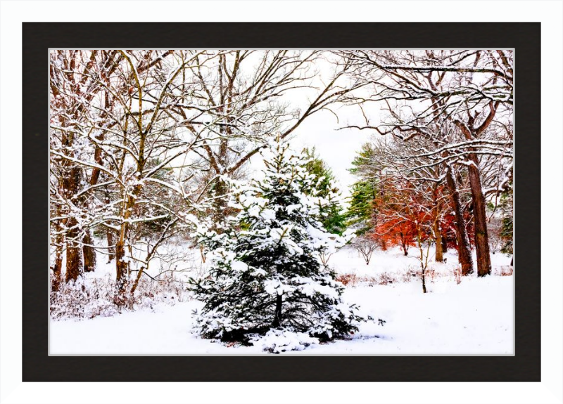 Evergreen Trees Loving the Snowfall