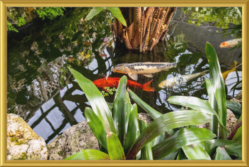 Koi Boys