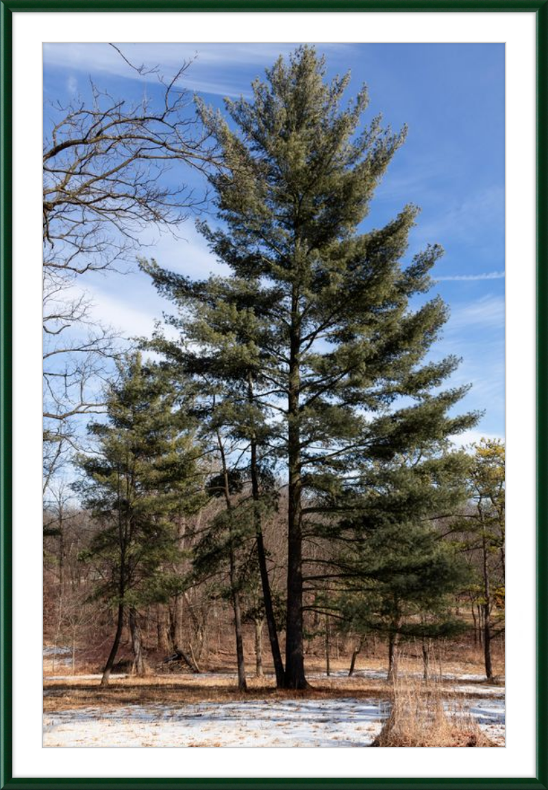 Evergreen. Enduring. Eternal