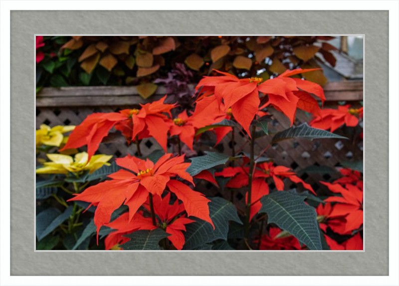 Prancing Poinsettias