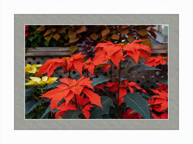 Prancing Poinsettias