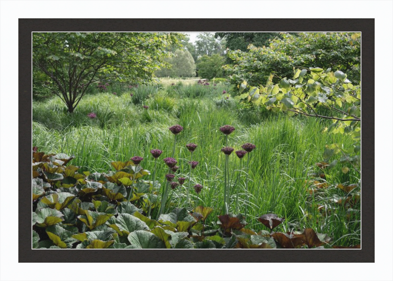 Waving Grass and Perky Flowers