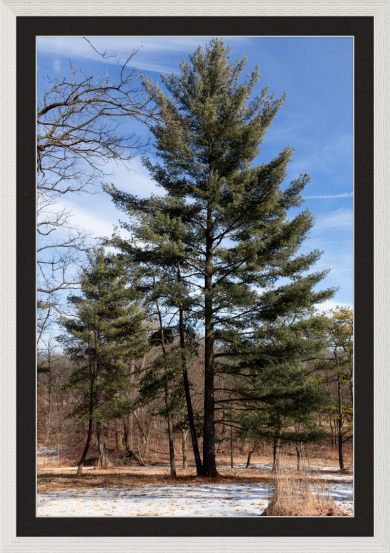 Evergreen. Enduring. Eternal