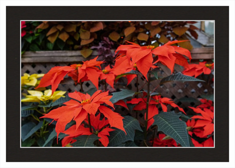 Prancing Poinsettias
