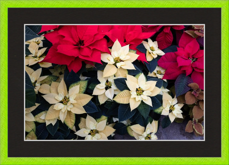 Poinsettia Perfect