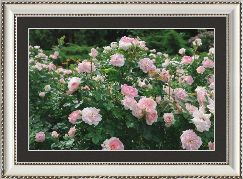 Mama Loved the Roses