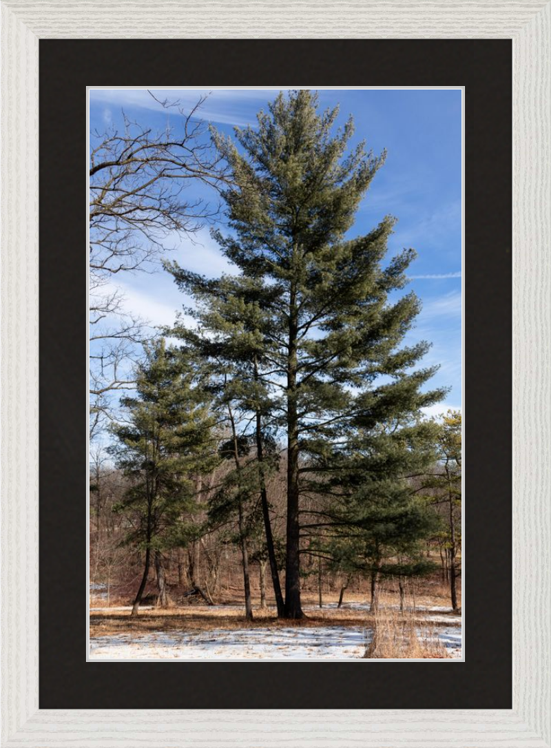 Evergreen. Enduring. Eternal