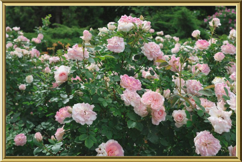 Mama Loved the Roses