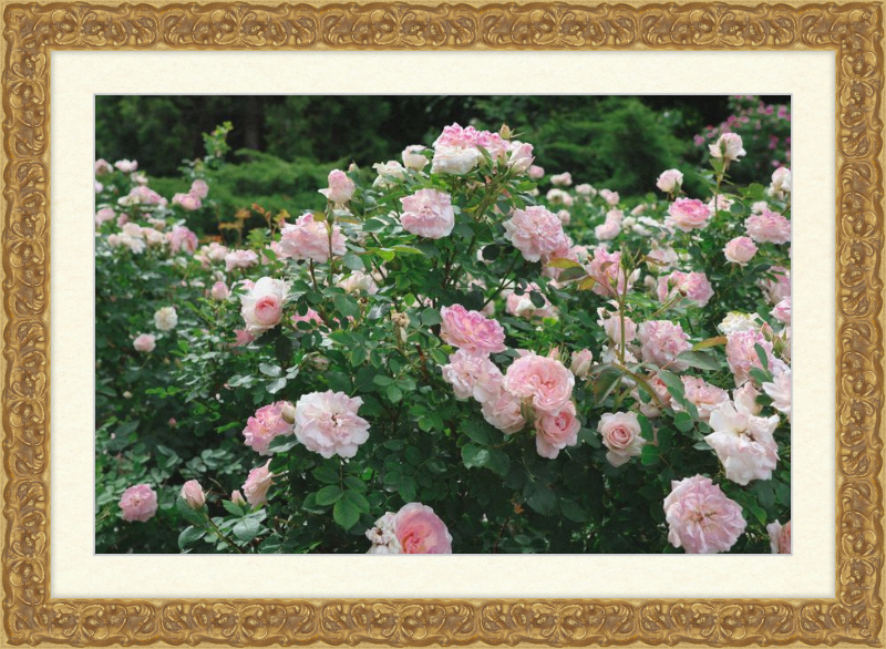 Mama Loved the Roses