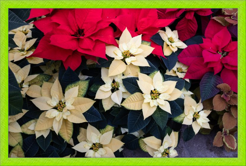 Poinsettia Perfect