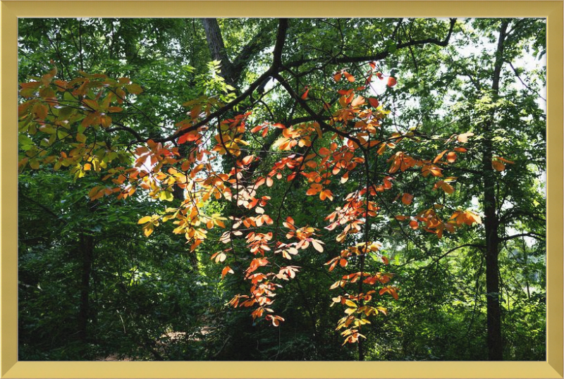 Summer Fading Into Autumn