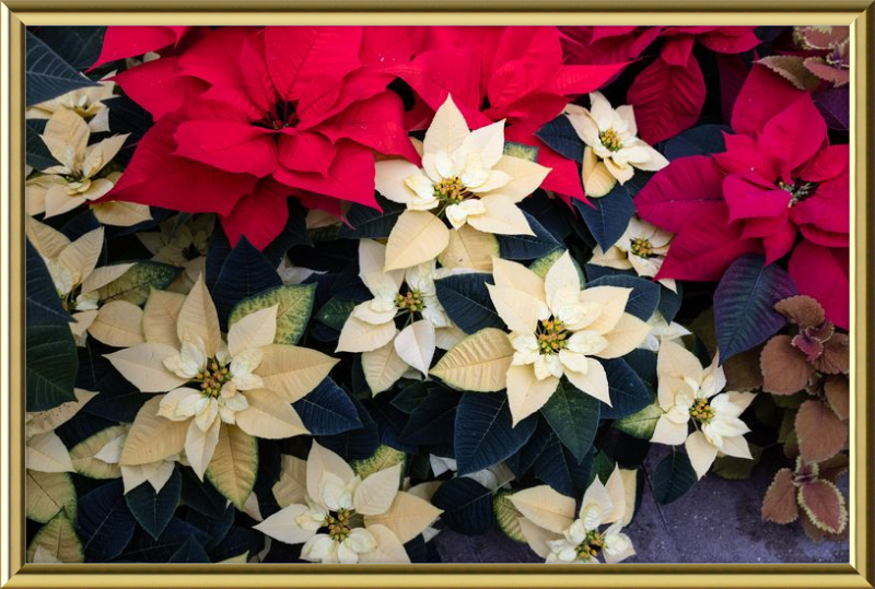 Poinsettia Perfect