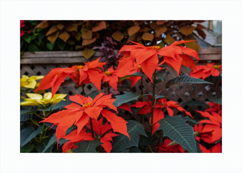Prancing Poinsettias
