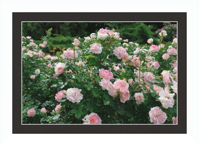 Mama Loved the Roses