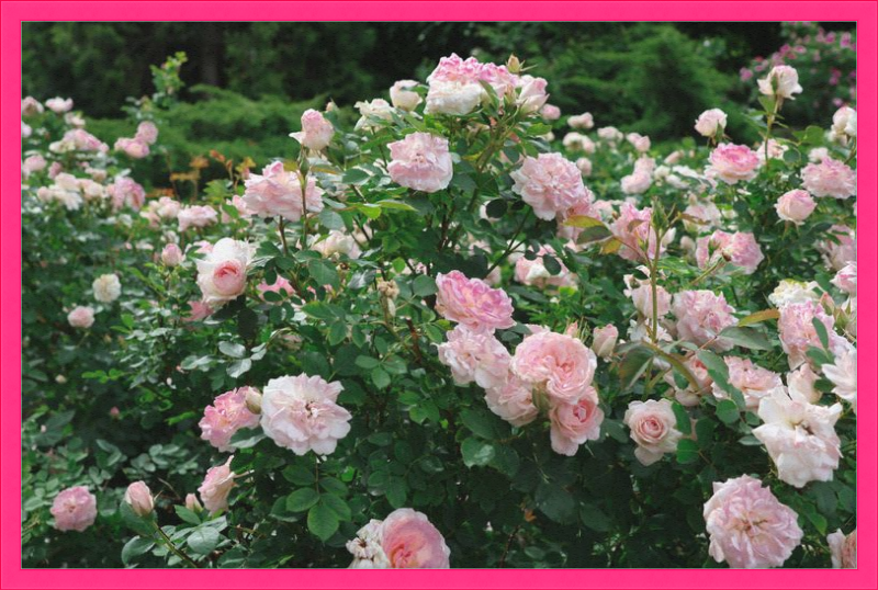 Mama Loved the Roses