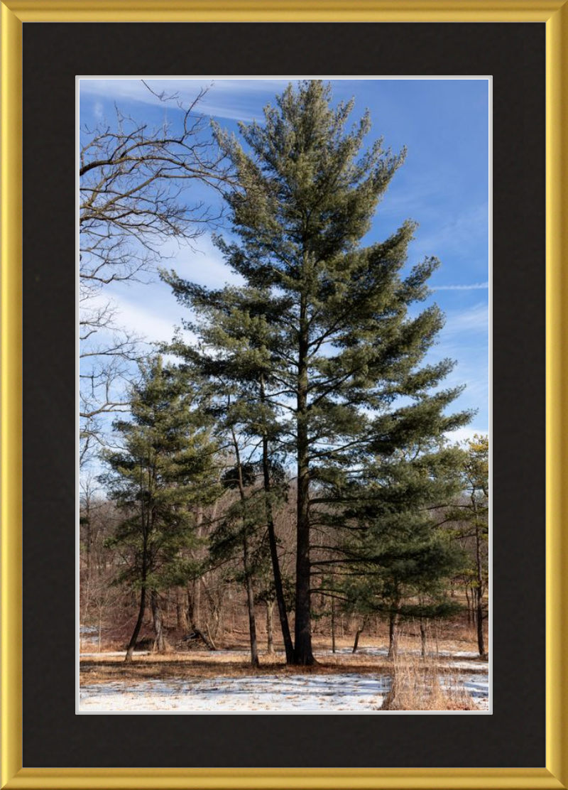 Evergreen. Enduring. Eternal